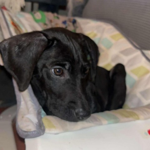 Billy, an adoptable Black Labrador Retriever in Duluth, MN, 55803 | Photo Image 1