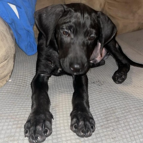 Billy, an adoptable Black Labrador Retriever in Duluth, MN, 55803 | Photo Image 2