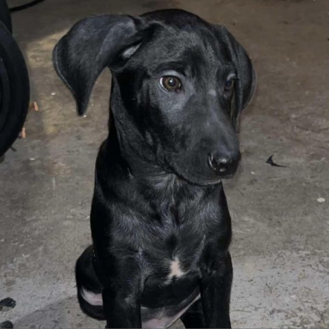 Billy, an adoptable Black Labrador Retriever in Duluth, MN, 55803 | Photo Image 3