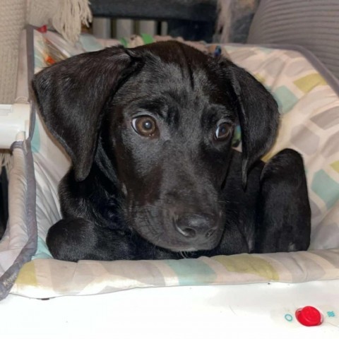 Billy, an adoptable Black Labrador Retriever in Duluth, MN, 55803 | Photo Image 3