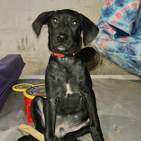 Billy, an adoptable Black Labrador Retriever in Duluth, MN, 55803 | Photo Image 4