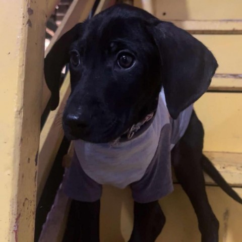 Billy, an adoptable Black Labrador Retriever in Duluth, MN, 55803 | Photo Image 4