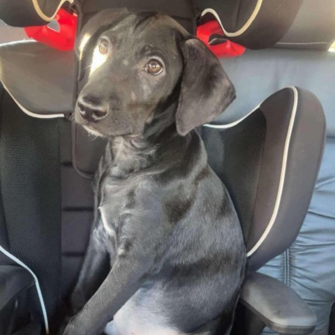 Billy, an adoptable Black Labrador Retriever in Duluth, MN, 55803 | Photo Image 5