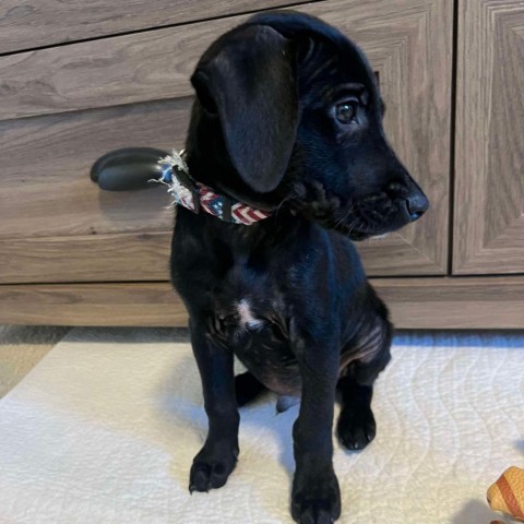 Billy, an adoptable Black Labrador Retriever in Duluth, MN, 55803 | Photo Image 5