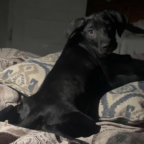 Billy, an adoptable Black Labrador Retriever in Duluth, MN, 55803 | Photo Image 6