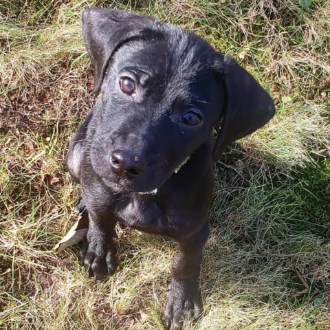 Brooks, an adoptable Labrador Retriever in Duluth, MN, 55803 | Photo Image 1