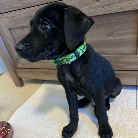 Brooks, an adoptable Labrador Retriever in Duluth, MN, 55803 | Photo Image 2