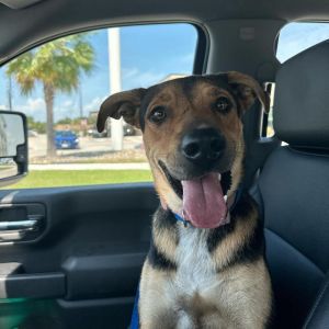 Tagger, Adult Male Shepherd