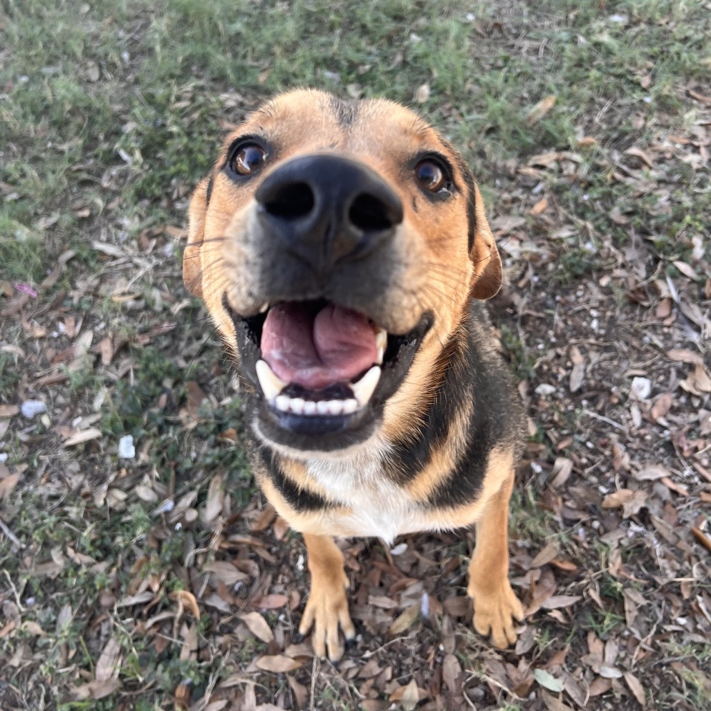 Tagger, an adoptable Shepherd in Corpus Christi, TX, 78415 | Photo Image 3