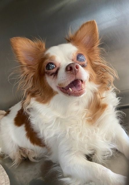 Ann Perkins, an adoptable Chihuahua, Papillon in College Station, TX, 77845 | Photo Image 1