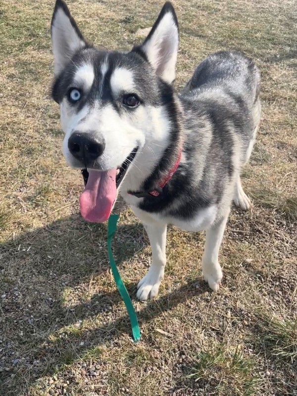 Balto, an adoptable Mixed Breed in Great Falls, MT, 59405 | Photo Image 1