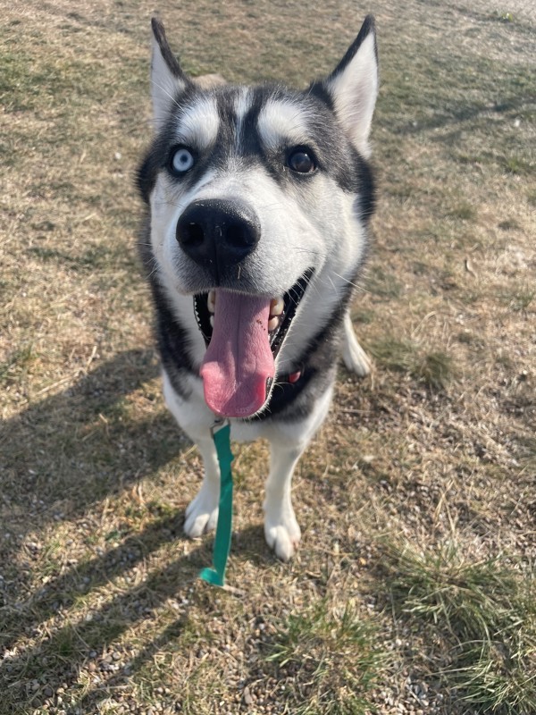 Balto, an adoptable Mixed Breed in Great Falls, MT, 59405 | Photo Image 2