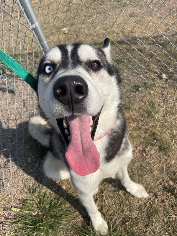 Balto, an adoptable Mixed Breed in Great Falls, MT, 59405 | Photo Image 3