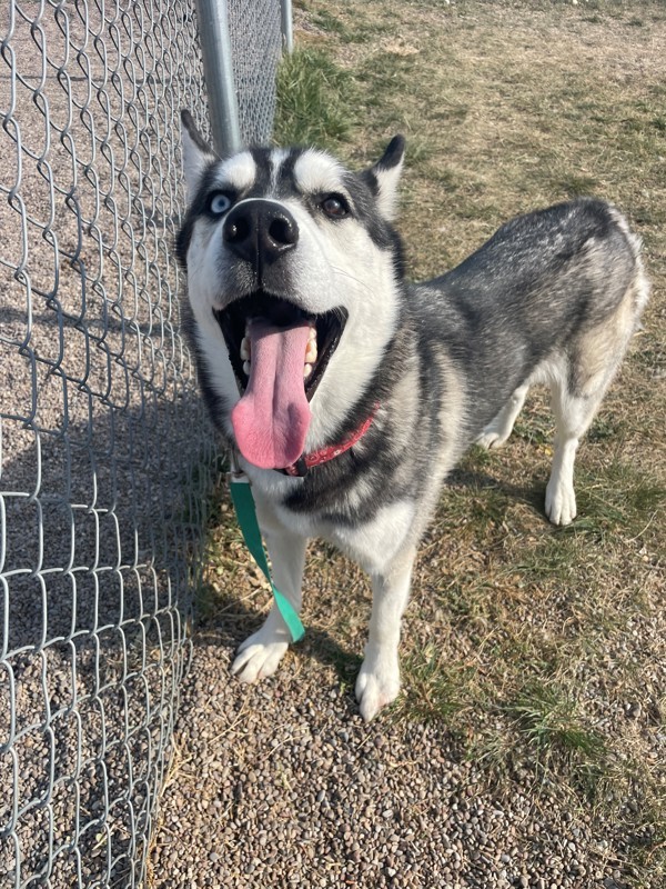 Balto, an adoptable Mixed Breed in Great Falls, MT, 59405 | Photo Image 4