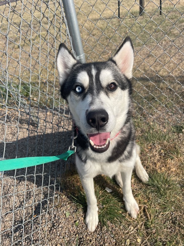 Balto, an adoptable Mixed Breed in Great Falls, MT, 59405 | Photo Image 5