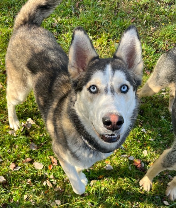 Dog for adoption Sasha, a Husky Mix in Comox, BC Petfinder