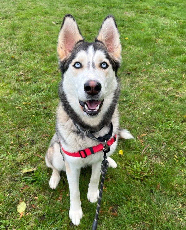 Dog for adoption Sasha, a Husky Mix in Comox, BC Petfinder
