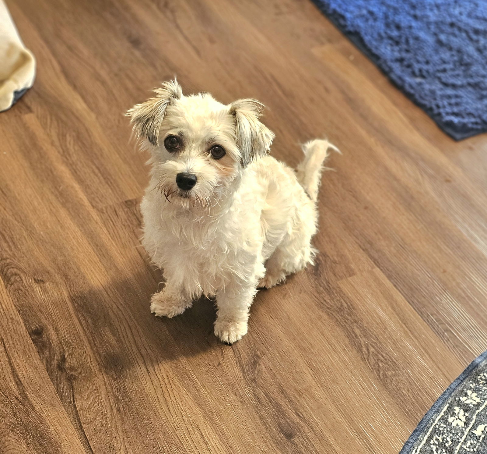 Paisley, an adoptable Havanese in Lebanon, PA, 17046 | Photo Image 1