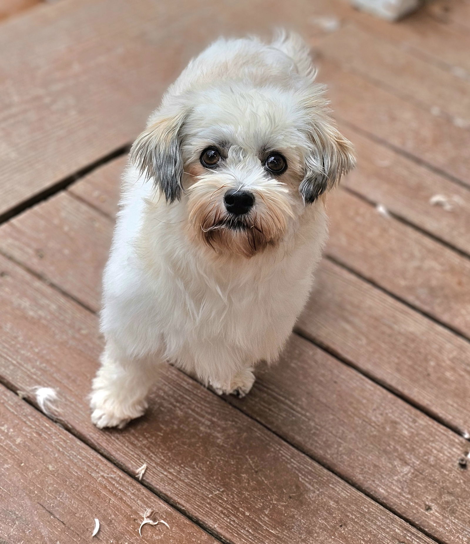 Paisley, an adoptable Havanese in Lebanon, PA, 17046 | Photo Image 1