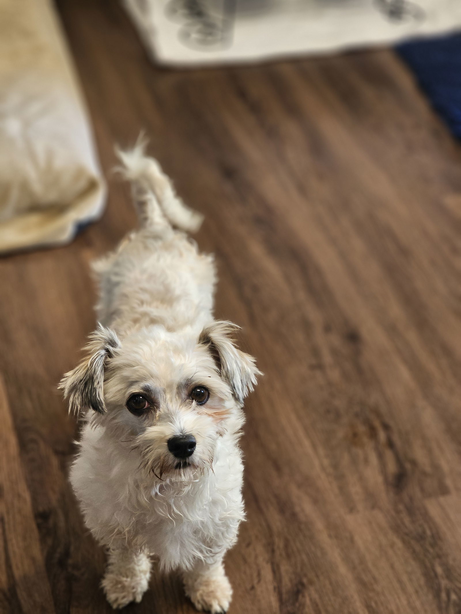 Paisley, an adoptable Havanese in Lebanon, PA, 17046 | Photo Image 2