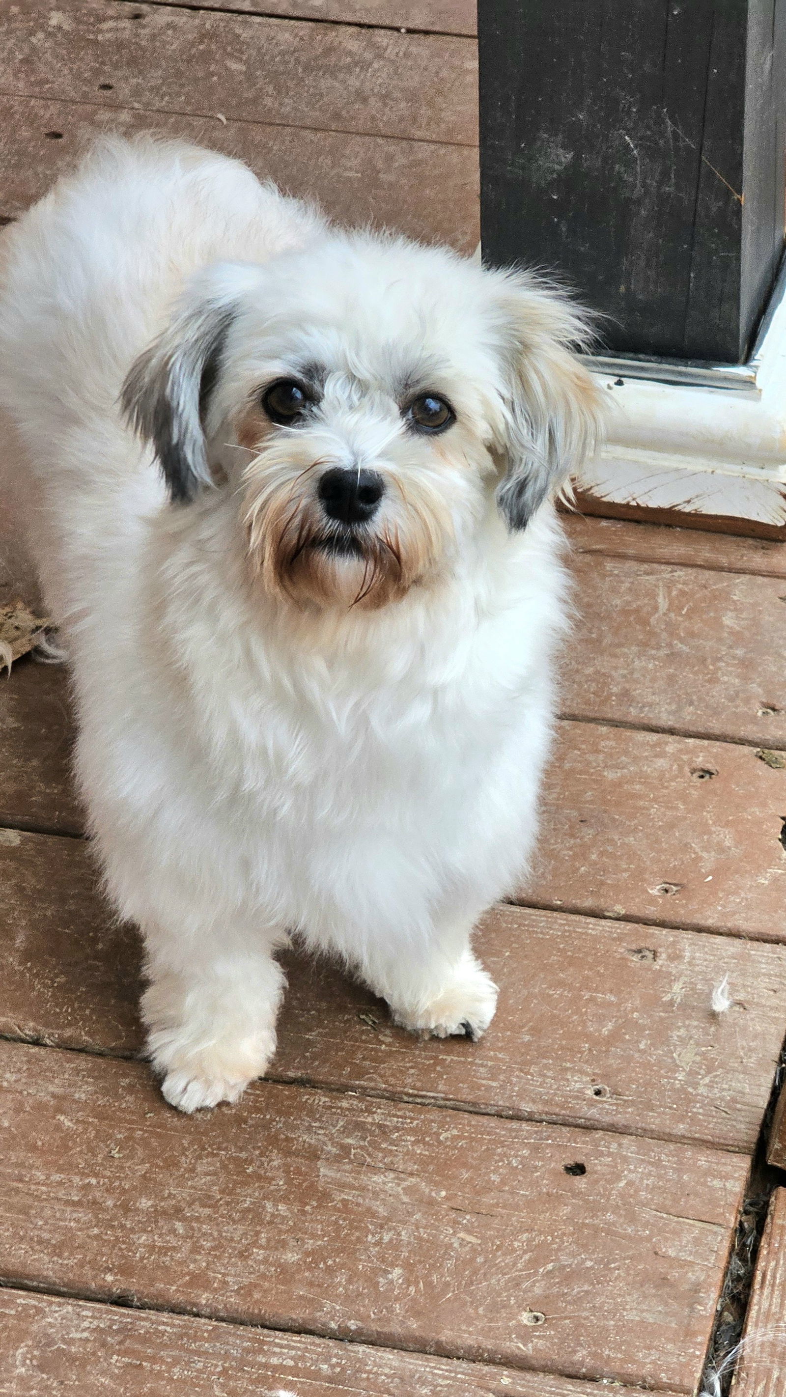 Paisley, an adoptable Havanese in Lebanon, PA, 17046 | Photo Image 2