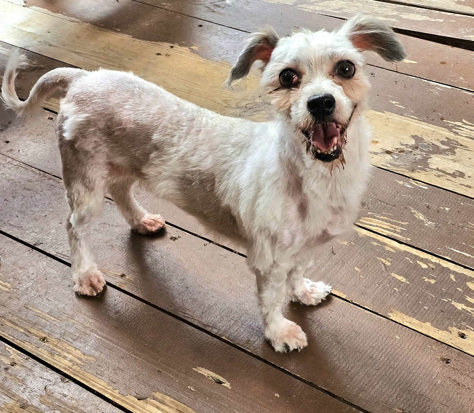 Paisley, an adoptable Havanese in Lebanon, PA, 17046 | Photo Image 3