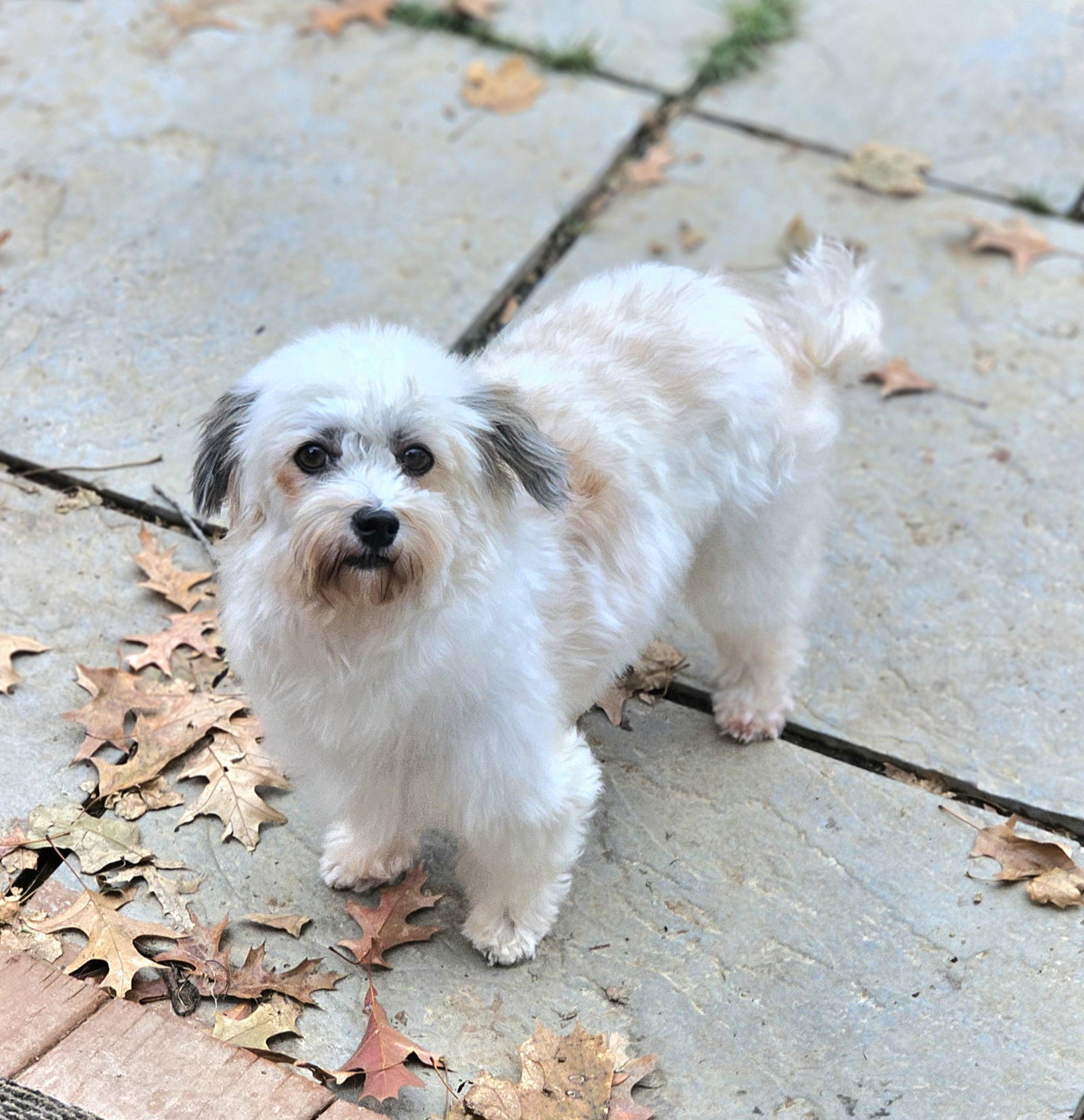 Paisley, an adoptable Havanese in Lebanon, PA, 17046 | Photo Image 3