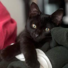 Ghastly, Young Male Domestic Short Hair