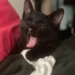 Ghastly, an adoptable Domestic Short Hair in Austin, TX, 78704 | Photo Image 2