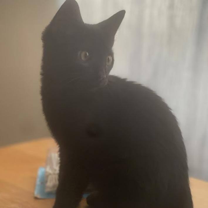 Ghastly, an adoptable Domestic Short Hair in Austin, TX, 78704 | Photo Image 3