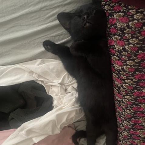 Ghastly, an adoptable Domestic Short Hair in Austin, TX, 78704 | Photo Image 4