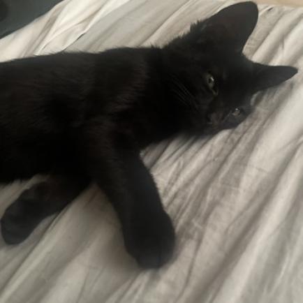 Ghastly, an adoptable Domestic Short Hair in Austin, TX, 78704 | Photo Image 5