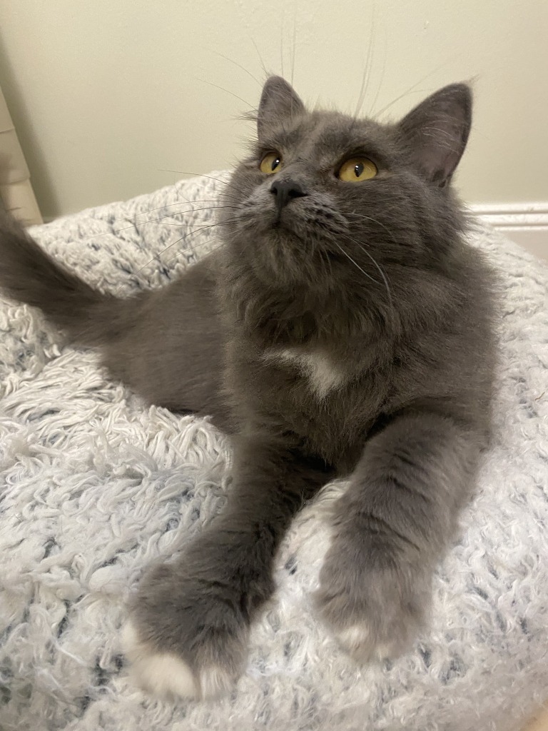 Cat for adoption Bo Peep, a Domestic Medium Hair Mix in Fall River, MA Petfinder