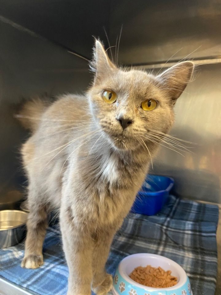 Cat for adoption Bo Peep, a Domestic Medium Hair Mix in Fall River, MA Petfinder
