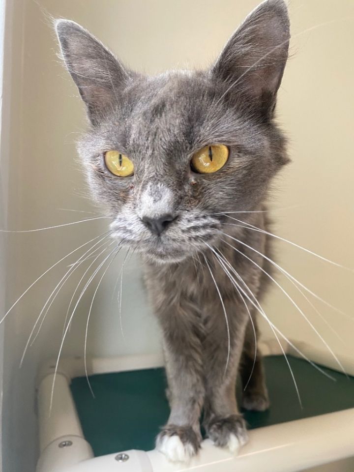 Cat for adoption Bo Peep, a Domestic Medium Hair Mix in Fall River, MA Petfinder