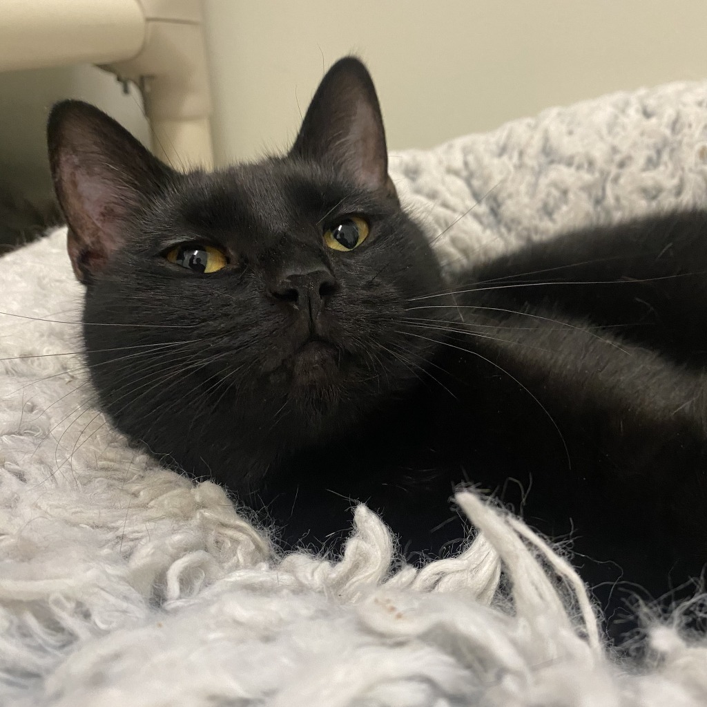 Cat for adoption Angel, a Domestic Short Hair Mix in Fall River, MA Petfinder