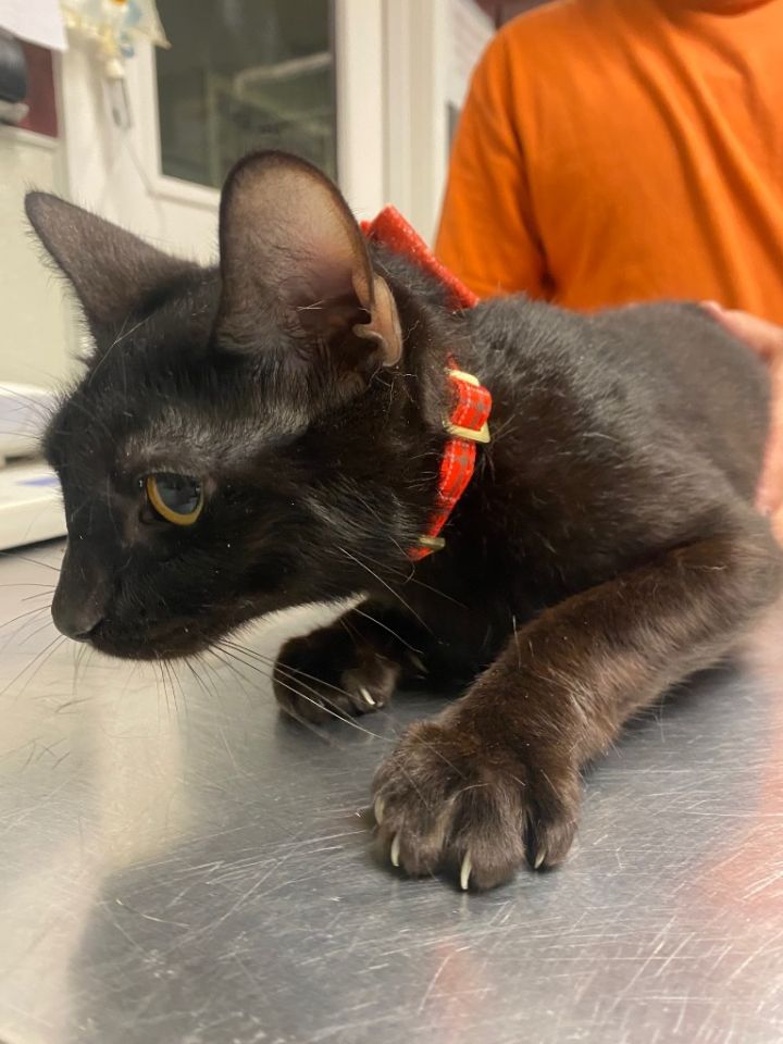 Cat for adoption Angel, a Domestic Short Hair Mix in Fall River, MA Petfinder