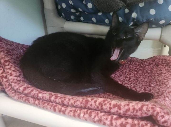 Cat for adoption Angel, a Domestic Short Hair Mix in Fall River, MA Petfinder