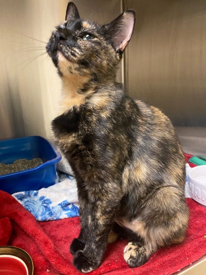 Cat for adoption Honeycrisp, a Domestic Short Hair Mix in Fall River, MA Petfinder