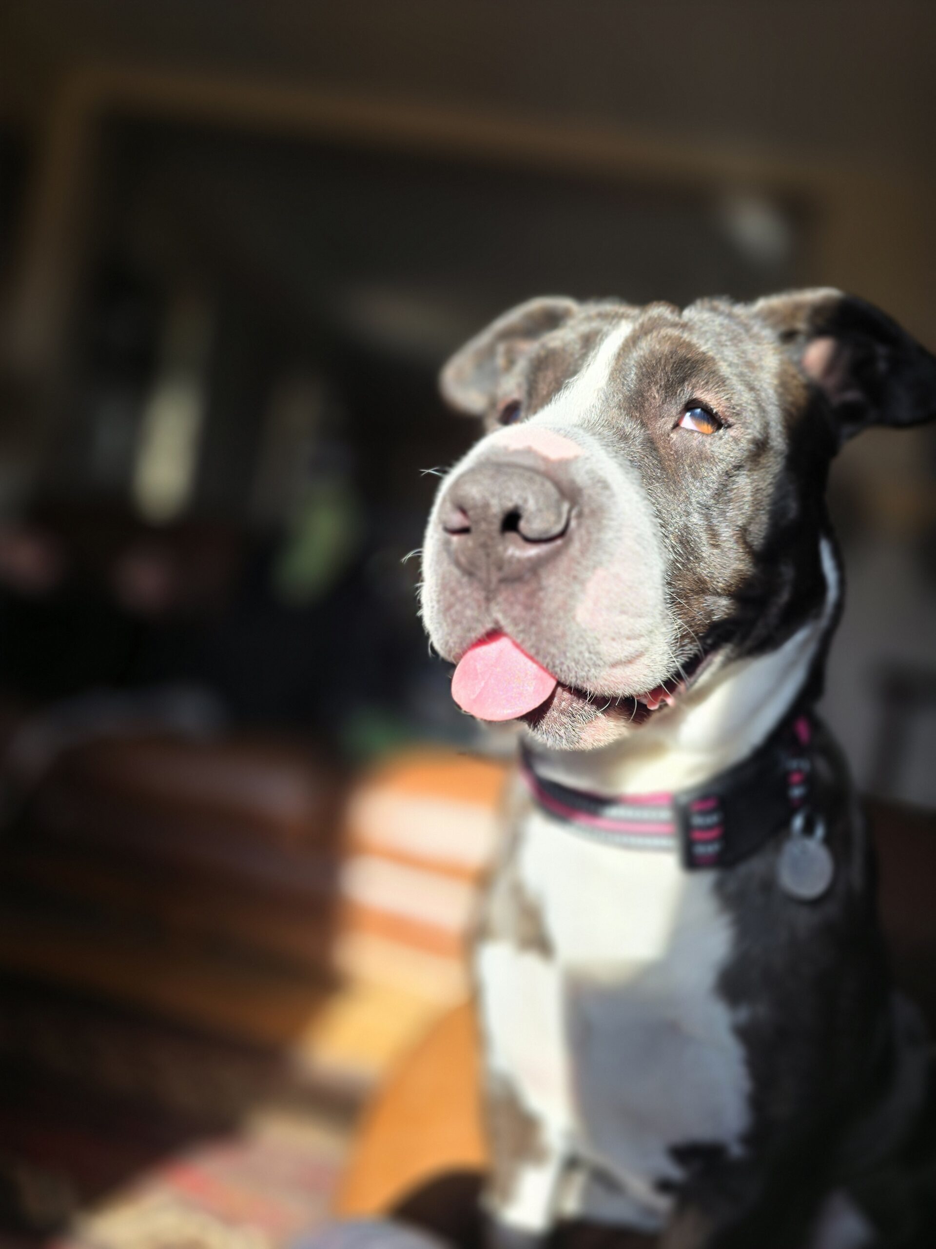 Janet, an adoptable American Staffordshire Terrier, Mixed Breed in Grand Junction, CO, 81503 | Photo Image 1