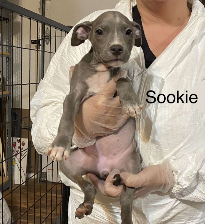 Sookie