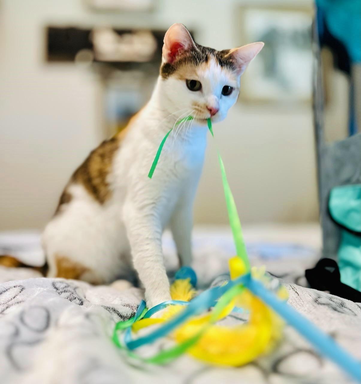 Jezelle, an adoptable Domestic Short Hair in Fallon, NV, 89406 | Photo Image 1