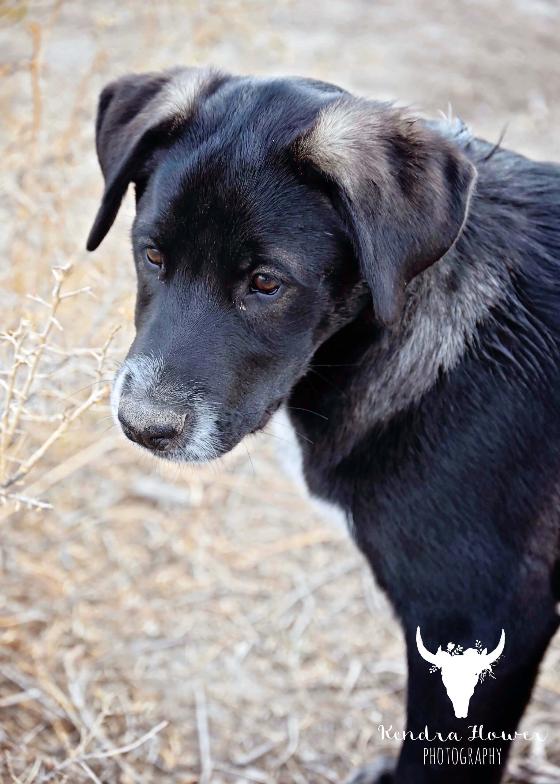 Johnny, an adoptable Husky, Dalmatian in Fallon, NV, 89406 | Photo Image 1