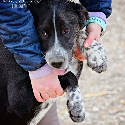 Johnny, an adoptable Husky, Dalmatian in Fallon, NV, 89406 | Photo Image 2