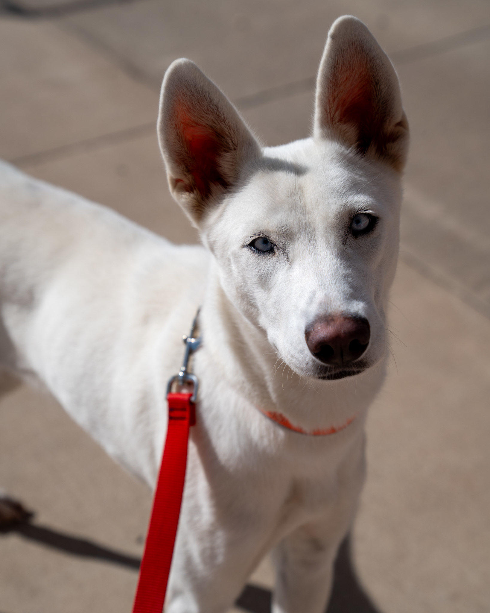 Yuki, an adoptable German Shepherd Dog, Mixed Breed in Pequot Lakes, MN, 56472 | Photo Image 1