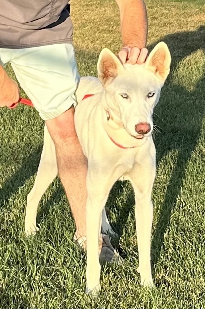 Yuki, an adoptable German Shepherd Dog, Mixed Breed in Pequot Lakes, MN, 56472 | Photo Image 2