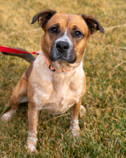 Rocky, an adoptable Cattle Dog, Mixed Breed in Pequot Lakes, MN, 56472 | Photo Image 1