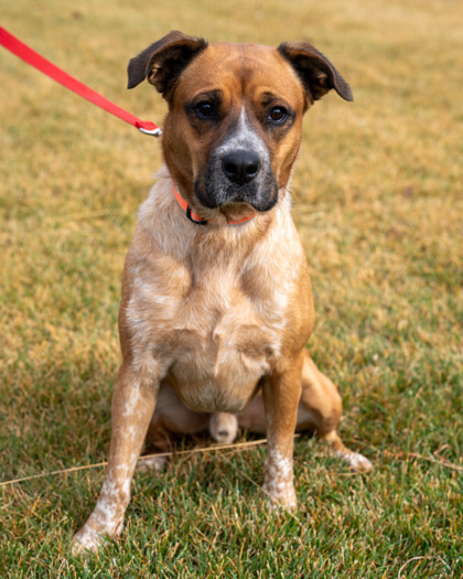 Rocky, an adoptable Cattle Dog, Mixed Breed in Pequot Lakes, MN, 56472 | Photo Image 3