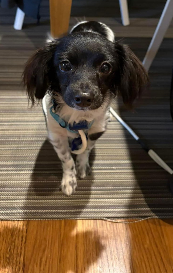 Button, an adoptable Spaniel, Papillon in Seattle, WA, 98165 | Photo Image 1