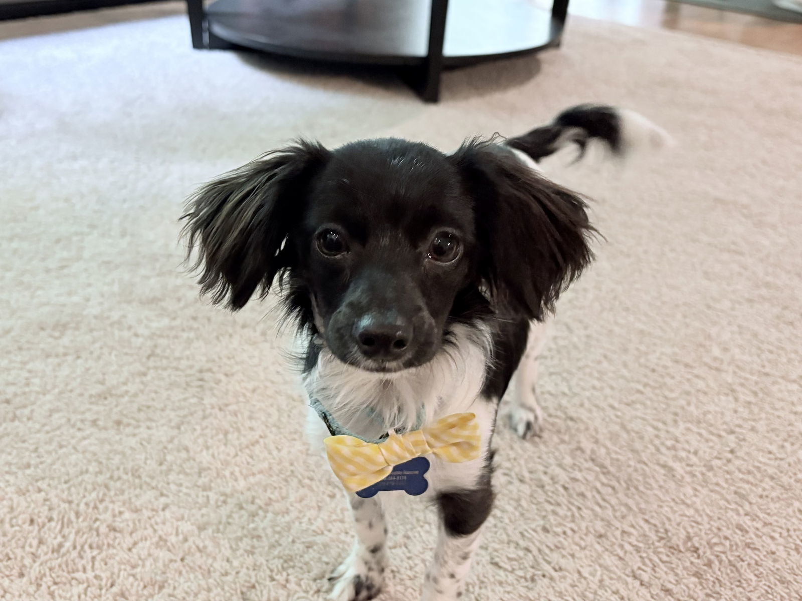 Button, an adoptable Spaniel, Papillon in Seattle, WA, 98165 | Photo Image 2